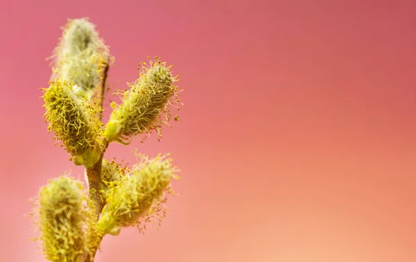 Um ramo de salgueiro com botões fofos com pólen amarelo ao sol em um fundo rosa, cor de lava exuberante, conceito do início da primavera e cartão de férias de Páscoa, close-up — Fotografia de Stock