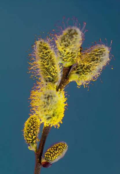 Ramo de salgueiro com botões fofos com pólen amarelo em um fundo azul clássico, conceito do início da primavera e cartão de férias de Páscoa, close up — Fotografia de Stock