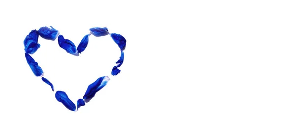 Сердце классического голубого цветочного лепестка, изолированного на белом — стоковое фото