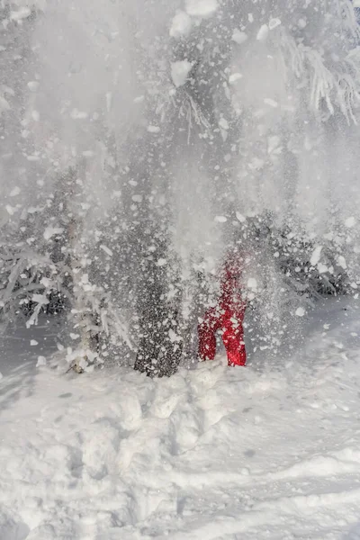 Människor gömmer sig bakom bakgrunden av fallande snö från träd, vacker jul bakgrund, begreppet friluftsliv — Stockfoto