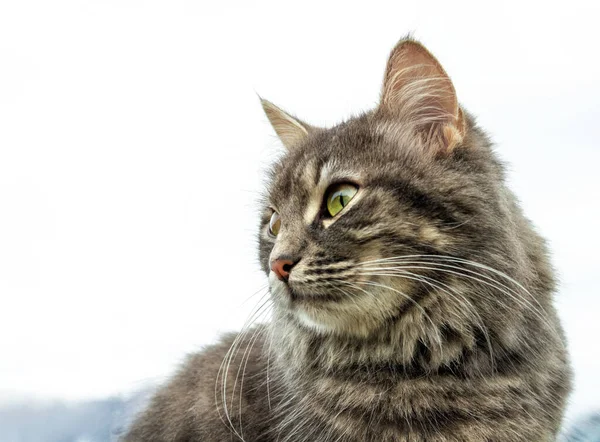 Närbild Grå Fluffig Persisk Kattunge Maine Coon Katt Tittar Bort — Stockfoto