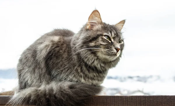 Zblízka Šedá Chlupatá Perská Kočička Maine Mýval Kočka Sedí Zábradlí — Stock fotografie