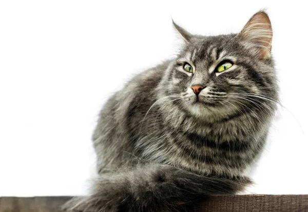 Šedá Načechraná Roztomilá Kočka Zelenýma Očima Sedí Tabuli Izolovaná Bílém — Stock fotografie