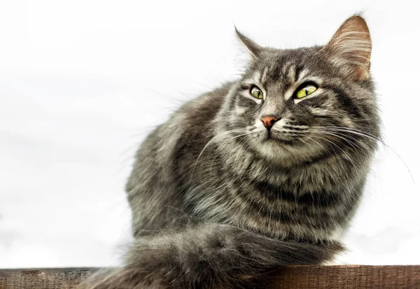 Grå Fluffig Söt Tabby Katt Med Gröna Ögon Sitter Svart — Stockfoto