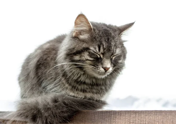 판위의 난간에 솜털같고 귀여운 고양이 것이다 가까이 복슬복슬 페르시안 너구리 — 스톡 사진
