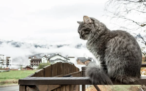 Kočka Krásná Načechraná Šedá Sedí Plotě Mrazivé Ráno Horách Zblízka — Stock fotografie