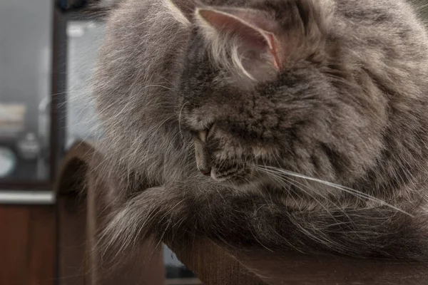 灰色绒毛可爱的小胖猫 闭着眼睛坐在木板栏杆上 特写镜头灰绒毛波斯猫科动物 — 图库照片