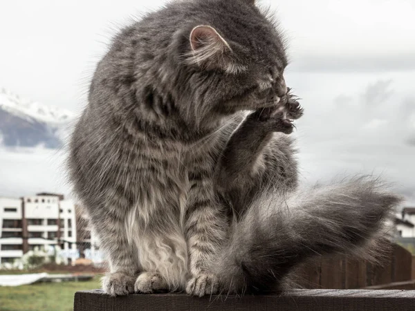 Katt Fluffig Grå Sitter Ett Staket Och Tvättar Sig Slickar — Stockfoto