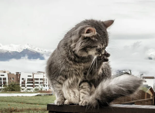 고양이 뭉치같은 울타리에 자신을 핥는다 얼어붙은 아침입니다 가까이 복슬복슬 페르시안 — 스톡 사진