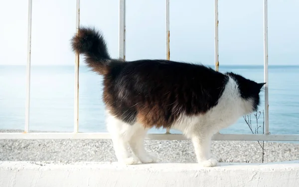 Vacker Svart Och Vit Katt Den Vita Strandpromenaden Står Och — Stockfoto