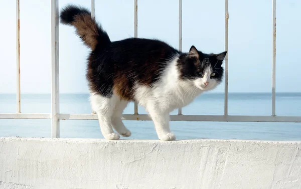 Vacker Svart Och Vit Katt Den Vita Strandpromenaden Havet Poserar — Stockfoto