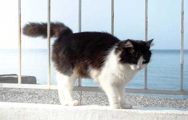 Vacker Svart Och Vit Katt Den Vita Strandpromenaden Havet Poserar — Stockfoto