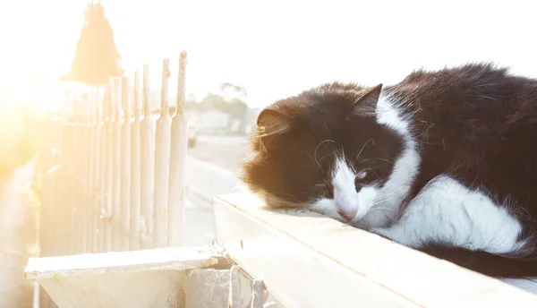 Načechraná Černá Bílá Kočka Spí Paprscích Měkkého Ranního Slunce Ulici — Stock fotografie