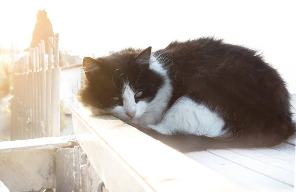 Kočka Načechrané Černé Bílé Leží Stočený Klubíčka Paprscích Měkkého Ranního — Stock fotografie