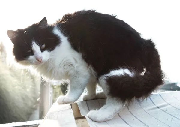 Kočka Černá Bílá Vrásčitými Rozcuchanými Vlasy Zlomeným Okem Vstala Sehnula — Stock fotografie
