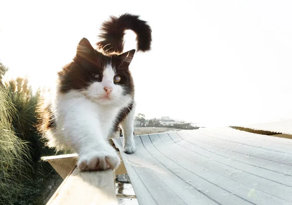 Mjukt Fokus Den Svartvita Katten Sträckte Fot Framåt Och Sträckte — Stockfoto