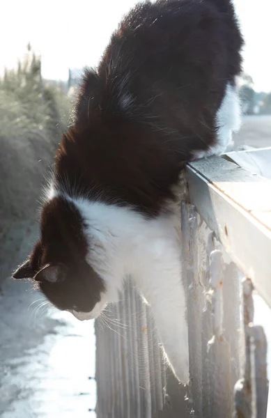 Mjukt Fokus Svart Och Vit Fluffig Katt Hoppar Från Ovan — Stockfoto