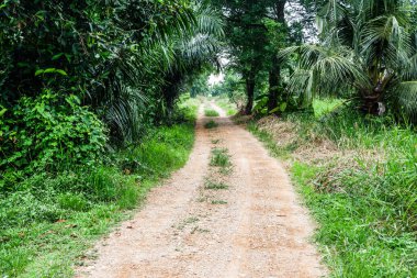 Kırsal kesimde ağaç ve çimen olan küçük çakıl yolu.