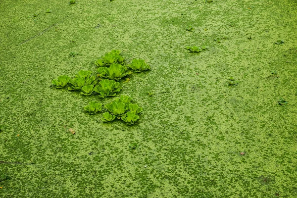 Natural Green Duckweed Plantas Agua —  Fotos de Stock