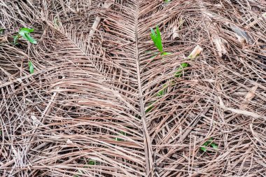 Arka plan için zeminde kuru palmiye yaprağı.