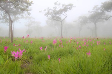 (Curcuma sessilis Gage, Curcuma sessilis, Siam Lale) Tayland 'da, Pa Hin Ngam Ulusal Parkı Chaiyaphum Bölgesi' nde güzel pembe çiçekler açar.