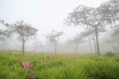 (Curcuma sessilis Gage, Curcuma sessilis, Siam Lale) Tayland 'da, Pa Hin Ngam Ulusal Parkı Chaiyaphum Bölgesi' nde güzel pembe çiçekler açar.