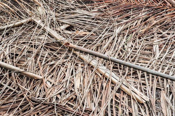 Feuille Palmier Sèche Sur Sol Pour Fond — Photo