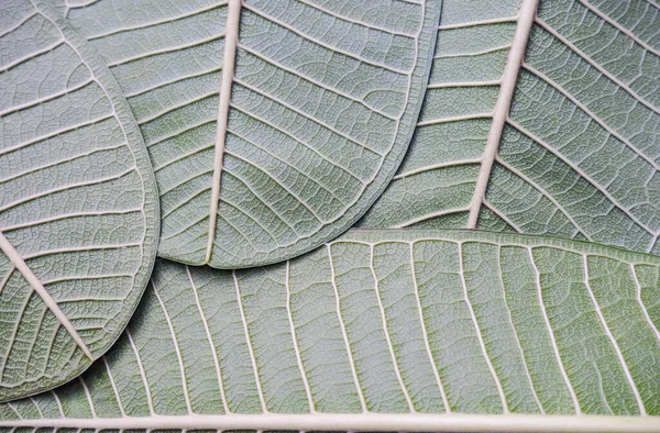 Het Patroon Achterkant Van Frangipani Bladeren Voor Achtergrond — Stockfoto