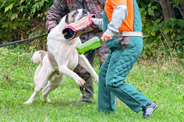 Training Caucasian Shepherd dog attack on the enemy — Stock Photo, Image