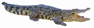 Crocodile on a white background. clipart