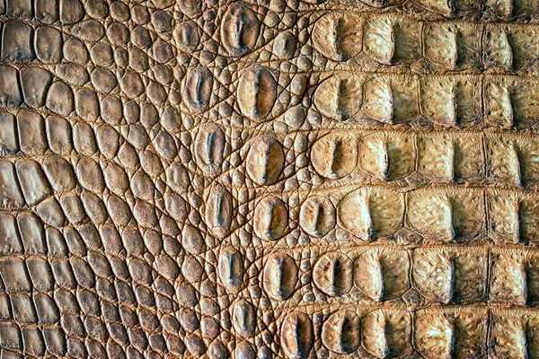 Wild crocodile skin background texture. — Stock Photo, Image