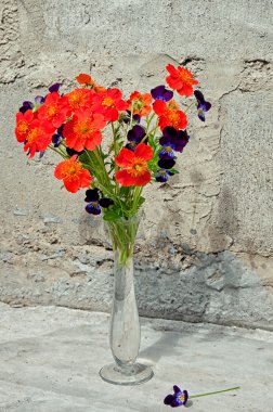 Hercai Menekşe ve beton duvarın yanında turuncu çiçekler buket