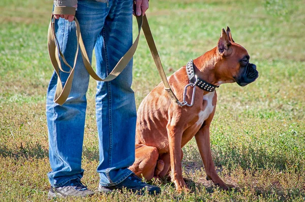 Боксерская собака сидит на траве рядом с тренером — стоковое фото