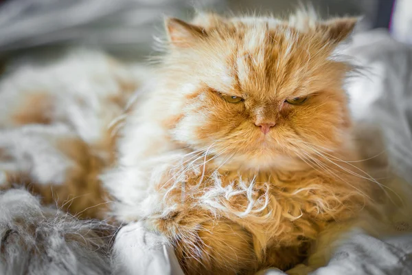 Poważny kot Perski imbir na łóżku — Zdjęcie stockowe
