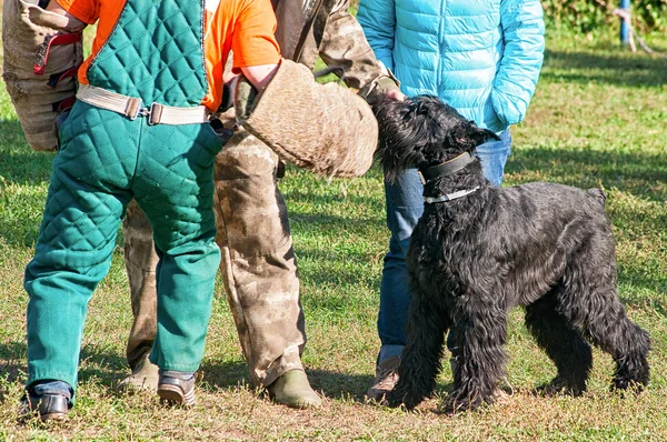 Black Russian Terrier at the dog training course with tutors — Stock Photo, Image