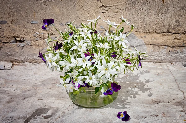 Ornithogalum und Stiefmütterchenstrauß in der Nähe der Betonwand — Stockfoto