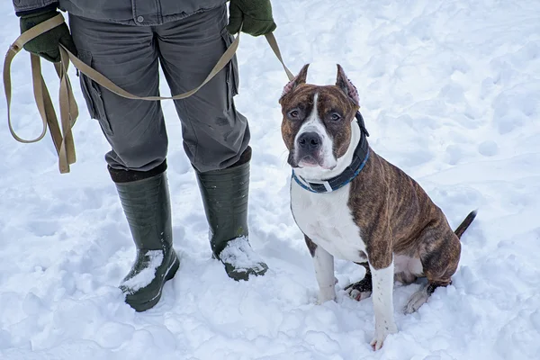 Pitbull Dog sitting near the trainer man on the snow, during training course. — Stock Photo, Image