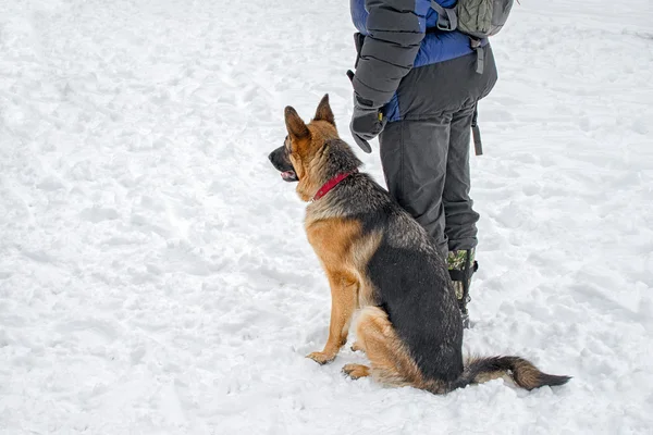 German Shepherd Dog sitting near the trainer man on the snow, during training course. — Stock Photo, Image