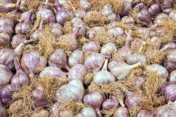 Spousta fialové italské česnek cibule jako pozadí — Stock fotografie