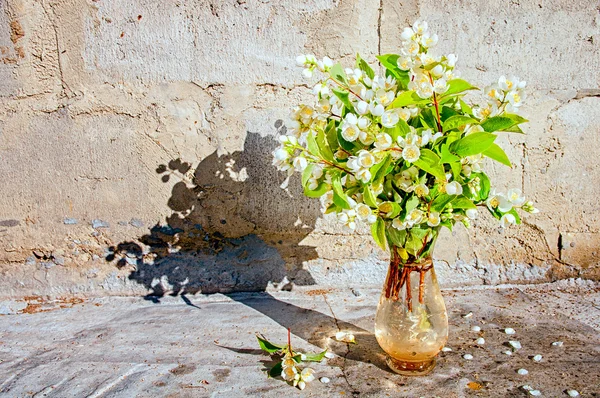 Strauß Jasminblüten in der Nähe der Betonwand mit Kopierraum für Ihren Text — Stockfoto