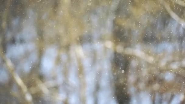 Nevicate. Ruscello nevoso sullo sfondo uno sfondo sfocato con alberi contro il sole, forte vento . — Video Stock