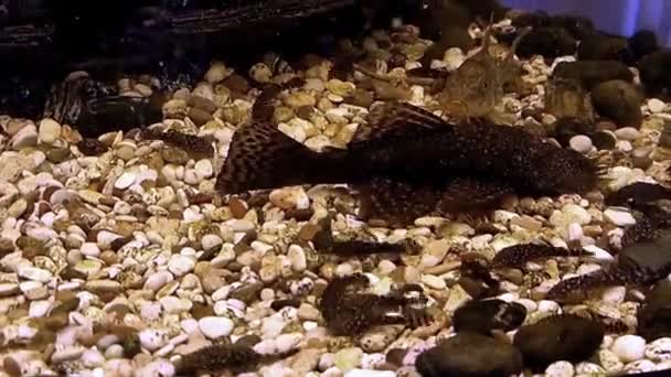 Friture de poisson-chat Ancistrus dans un aquarium — Video