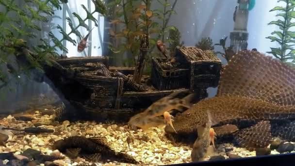 Ancistrus mal (Ancistrus dolichopterus) i ett akvarium försvarar sitt revir, driva bort andra fiskar. — Stockvideo