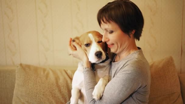 Woman pulls long ears of beagle dog, showing them, lifting them up to form a house. — Stock Video