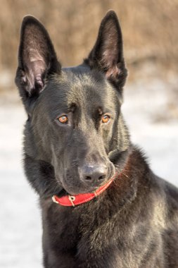 Belçika çoban Groenendael profil portre kış orman karşı