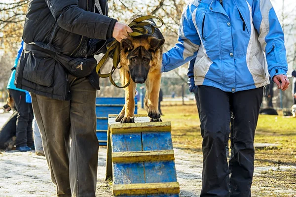 East European Shepherd Dog está aprendiendo en el suelo de un perro - dos personas están guiando a un perro en un tronco . — Foto de Stock