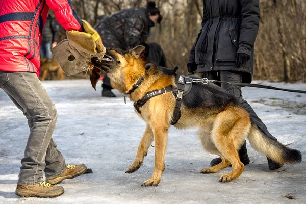 Police shepherd dog attacks and bites during the training cource — Stock Photo, Image