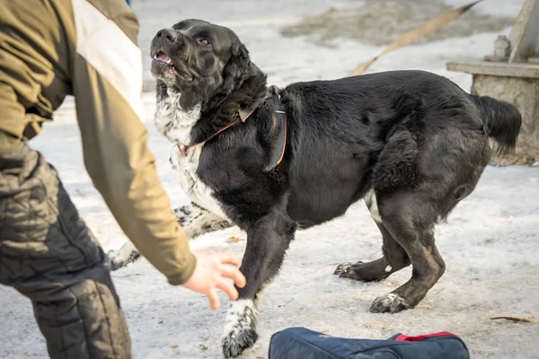Caucasian shepherd dog  attacks criminal during the training cource — Stock Photo, Image