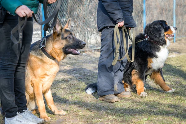 Shepherd and Bernese Mountain Dogs sitting near their masters legs during the dog training course — Stock Photo, Image