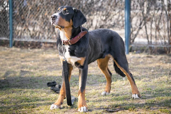 Prealpami sennenhund pies stojący na zewnątrz — Zdjęcie stockowe